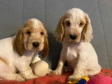 Vente de 10 chiots Cockers Anglais LOF