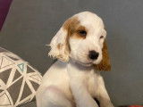 Vente de 10 chiots Cockers Anglais LOF