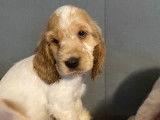 Vente de 10 chiots Cockers Anglais LOF