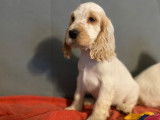Vente de 10 chiots Cockers Anglais LOF