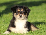 Vente d’un chiot femelle Berger Australien LOF