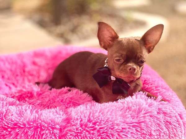 Vente d’un chiot Chihuahua chocolat mâle (LOF)