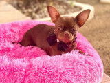Vente d’un chiot Chihuahua chocolat mâle (LOF)