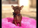 Vente d’un chiot Chihuahua chocolat mâle (LOF)