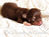 Vente de chiots Chihuahuas mâles (LOF)
