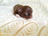Vente de chiots Chihuahuas mâles (LOF)