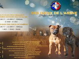 5 chiots Staffordshire Bull Terriers LOF à la réservation