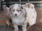 Adorable Berger Australien rouge merle à vendre