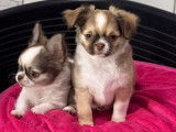 3 chiots Chihuahuas LOF &agrave; c&eacute;der