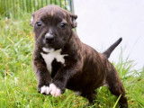 Vente de 6 chiots Staffordshire Bull Terriers femelles bringés LOF