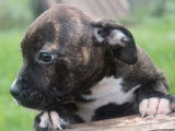 Vente de 6 chiots Staffordshire Bull Terriers femelles bringés LOF