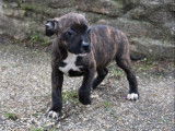 Vente de 6 chiots Staffordshire Bull Terriers femelles bringés LOF