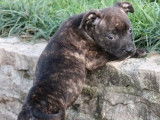 Vente de 6 chiots Staffordshire Bull Terriers femelles bringés LOF
