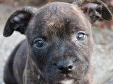 Vente de 6 chiots Staffordshire Bull Terriers femelles bringés LOF