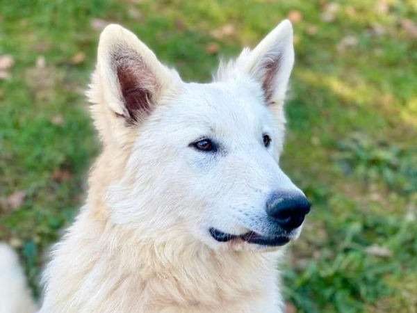 Un chien Berger Blanc Suisse mâle LOF à vendre