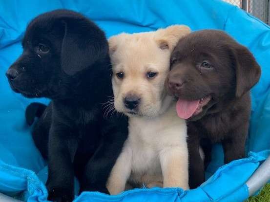 7 chiots Labrador Retrievers LOF à vendre