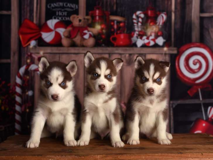 Adorables chiots Husky Sibérien à vendre