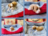 Réservation pour 2 chiots mâles Cavaliers King Charles LOF