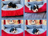 Réservation pour 2 chiots mâles Cavaliers King Charles LOF