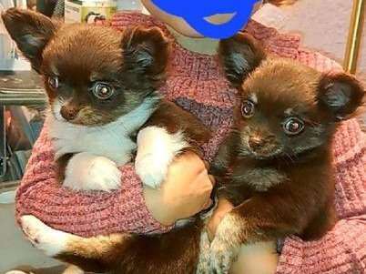 3 chiots Chihuahuas disponibles à la vente