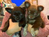3 chiots Chihuahuas disponibles à la vente