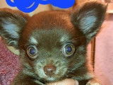 3 chiots Chihuahuas disponibles à la vente