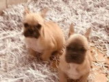 À vendre, 3 chiots Bouledogues Français non LOF, de septembre 2022