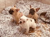 À vendre, 3 chiots Bouledogues Français non LOF, de septembre 2022