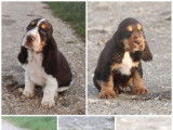 5 chiots mâles Cockers Anglais LOF, disponibles à la vente