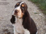 5 chiots mâles Cockers Anglais LOF, disponibles à la vente