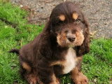 5 chiots mâles Cockers Anglais LOF, disponibles à la vente