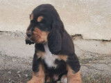 5 chiots mâles Cockers Anglais LOF, disponibles à la vente