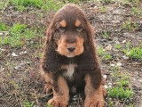 5 chiots mâles Cockers Anglais LOF, disponibles à la vente
