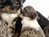 2 chiots Chihuahuas LOF disponibles à la réservation
