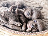 2 chiots Chihuahuas LOF disponibles à la réservation