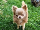 2 chiots Chihuahuas LOF disponibles à la réservation