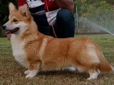 Un chien Welsh Corgi Pembroke 6 ans non LOF pour saillie