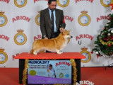 Un chien Welsh Corgi Pembroke 6 ans non LOF pour saillie