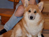 Un chien Welsh Corgi Pembroke 6 ans non LOF pour saillie