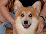 Un chien Welsh Corgi Pembroke 6 ans non LOF pour saillie