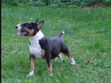 Un chiot Bull Terrier Miniature LOF mâle tricolore à acheter