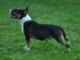 Un chiot Bull Terrier Miniature LOF mâle tricolore à acheter