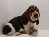 À réserver : 5 chiots Basset Hounds LOF