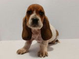 À réserver : 5 chiots Basset Hounds LOF