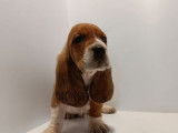À réserver : 5 chiots Basset Hounds LOF
