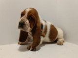À réserver : 5 chiots Basset Hounds LOF