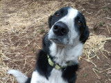Chien adulte de type Border Collie à donner