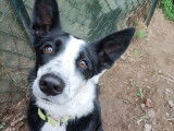 Chien adulte de type Border Collie à donner