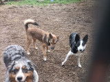Chien adulte de type Border Collie à donner