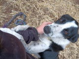 Chien adulte de type Border Collie à donner